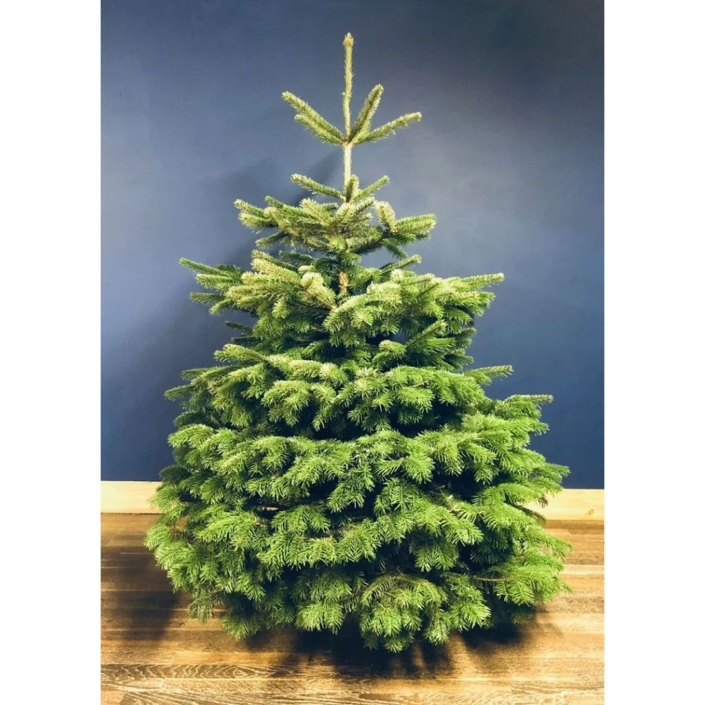 Christmas Trees (Delivered)